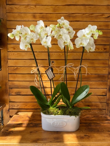 4 dal orkide seramikte