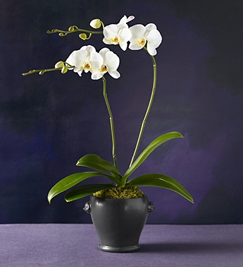 Cratfsman'dan 2 Dal Beyaz Orkide