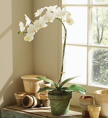 Craftsman'dan Tek Dal Phalonopsis Orkide