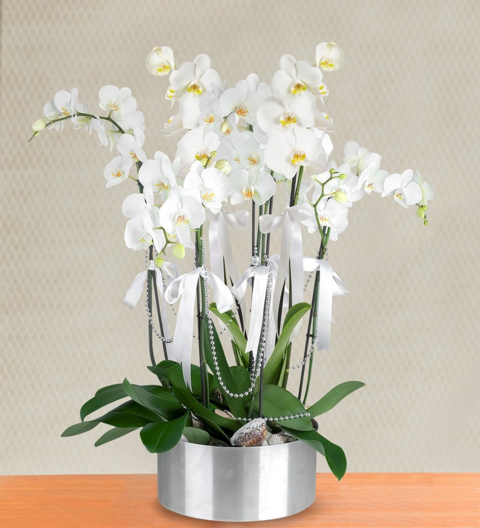 Craftsman'dan 5 Dal Beyaz Orkide
