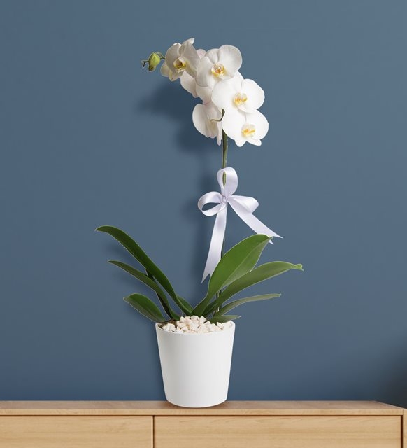 Cratfsman'dan Tek Dal Beyaz Orkide
