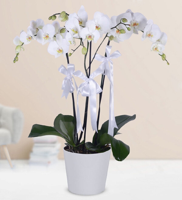 Craftsman'dan 2 Dal Beyaz Orkide